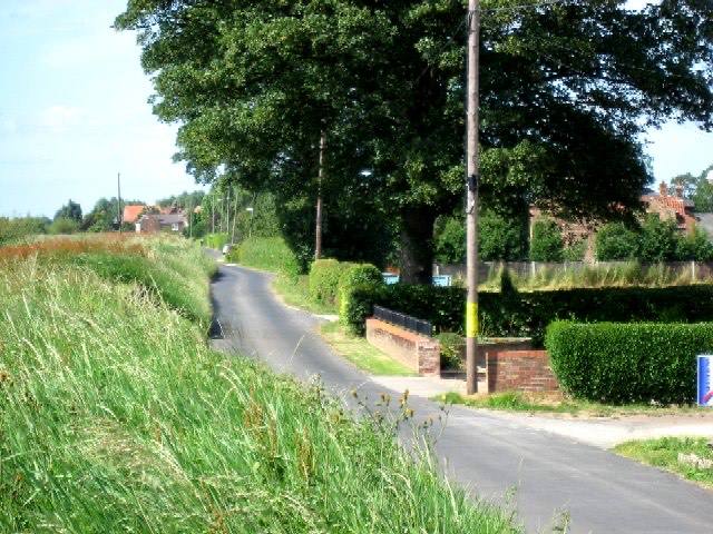 Skelton